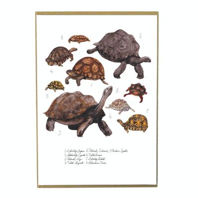 Stampa artistica strisciante di tartarughe