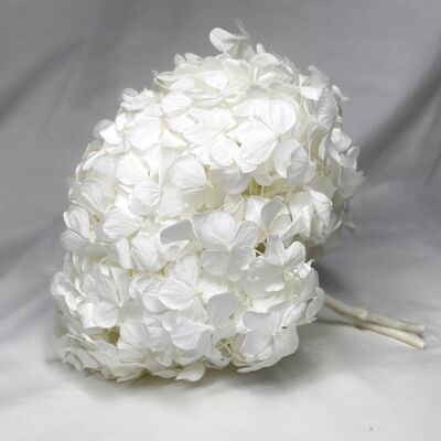 Cabeza de hortensia estabilizada - Blanco