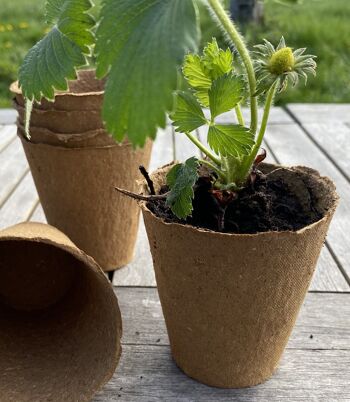 Nutley's 8cm Biodégradable & Pots de Plantes en Fibre de Bois Organique - 600 6