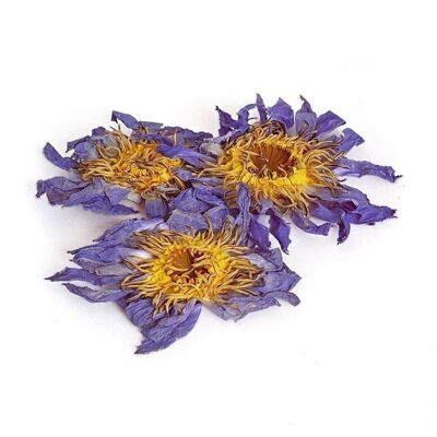 Flor de Loto Azul Seca - 3 piezas