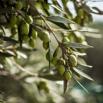 Archaelaion - Huile d'olive extra vierge d'olives non mûres - 50 ml 8