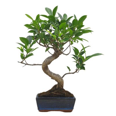 Bonsaï Ficus Retusa 6 ans d'âge