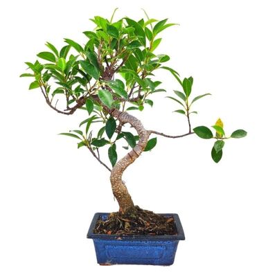 Bonsaï Ficus Retusa 8 ans d'âge