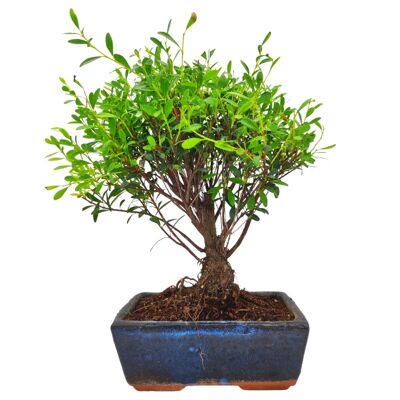 Bonsaï Syzygium 5 ans d'âge