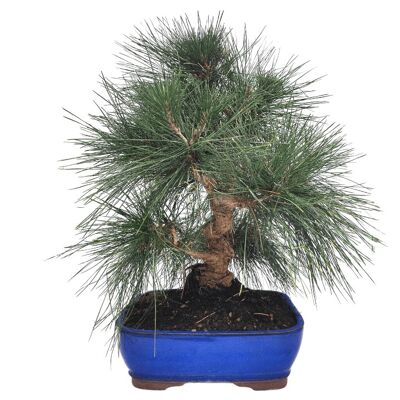 Bonsaï Pinus Thunbergii 'Pin Noir du japon' 23 ans d'âge