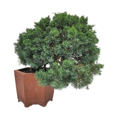 Bonsaï Juniperus Chinensis 'Genévrier de Chine' 42 ans d'âge
