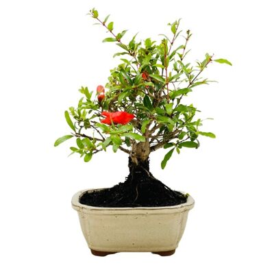 Buy wholesale CULTIVEA - Set of 3 bonsai essential tools - Steel