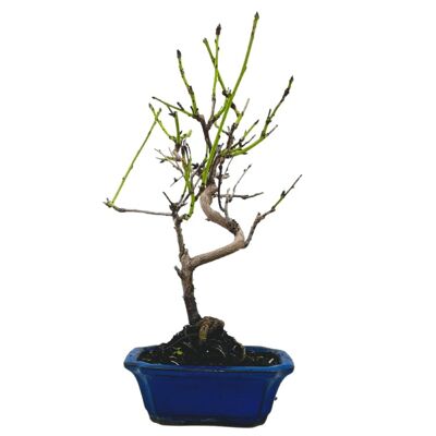 Bonsaï Amandier 'Prunus Dulcis' 7 ans d'âge