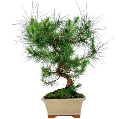 Bonsaï Pinus Halepensis 'Pin d'Alep' 8 ans d'âge