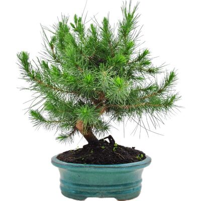 Bonsaï Pinus Halepensis 'Pin d'Alep' 10 ans d'âge