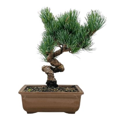Bonsaï Pin Blanc du Japon 'Pinus Pentaphylla' 18 ans d'âge