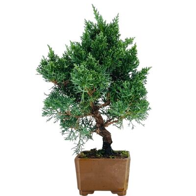 Bonsaï Juniperus Chinensis 'Genévrier de Chine' 19 ans d'âge