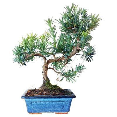 Bonsaï Podocarpus Macrophyllus 7 ans d'âge