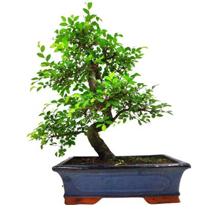 Bonsaï Orme de Chine 'Zelkova Parvifolia' 16 ans d'âge