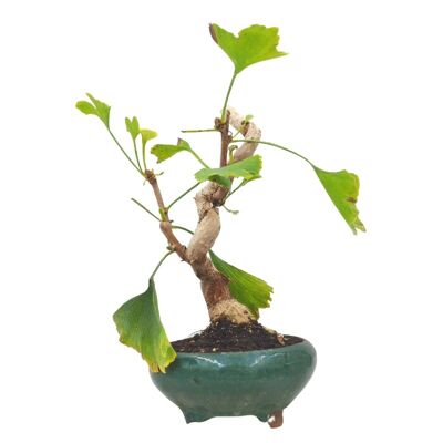 Bonsaï Ginkgo Biloba 9 ans d'âge