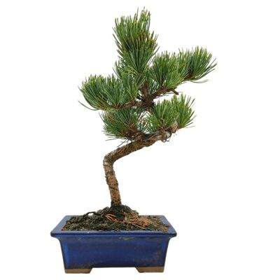 Bonsaï Pin Blanc du Japon 'Pinus Pentaphylla' 17 ans d'âge