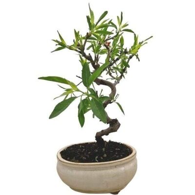 Bonsaï Amandier 'Prunus Dulcis' 9 ans d'âge