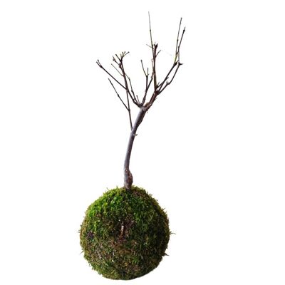 Kokedama Erable du Japon Deshojo