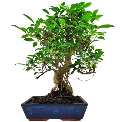 Bonsaï Ficus Retusa 16 ans d'âge