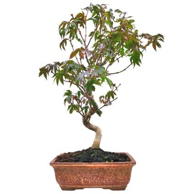Bonsaï Érable du Japon 'Acer palmatum' Atropurpureum 12 ans d'âge