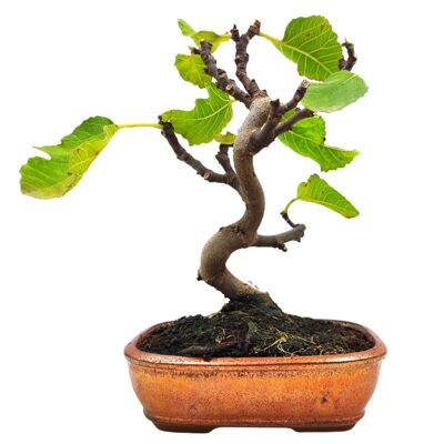 Bonsaï Ficus Carica 12 ans d'âge