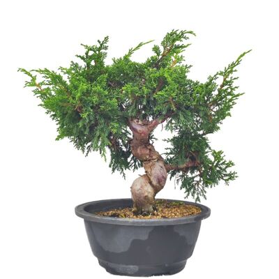 Bonsaï Juniperus Chinensis 'Genévrier de Chine' 23 ans d'âge