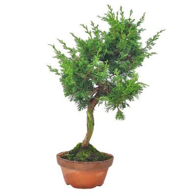 Bonsaï Juniperus Chinensis 'Genévrier de Chine' 21 ans d'âge