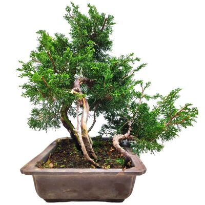 Bonsaï Juniperus Chinensis 'Genévrier de Chine' 18 ans d'âge