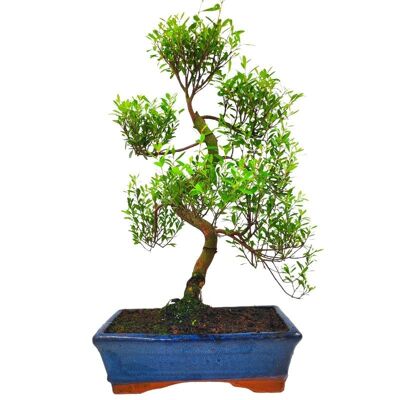 Bonsaï Syzygium 12 ans d'âge