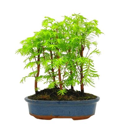 Bonsaï Forêt de Metasequoia 9 ans d'âge