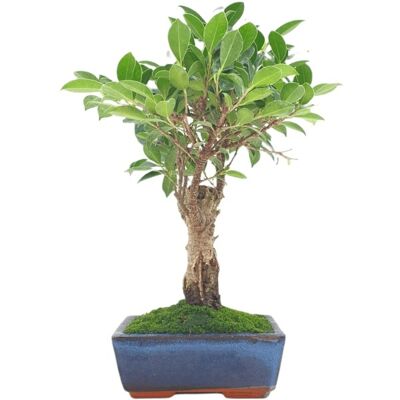 Bonsaï Ficus Retusa 5 ans d'âge