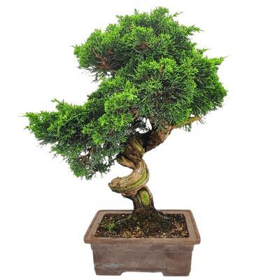 Bonsaï Juniperus Chinensis 'Genévrier de Chine' 38 ans d'âge