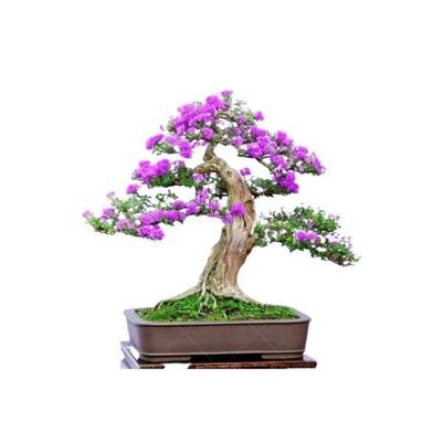 Graines Lilas des Indes 'Lagerstroemia Indica'