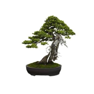 Graines Épinette Noire 'Picea Mariana'