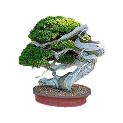 Graines Genévrier de Chine 'Juniperus Chinensis'