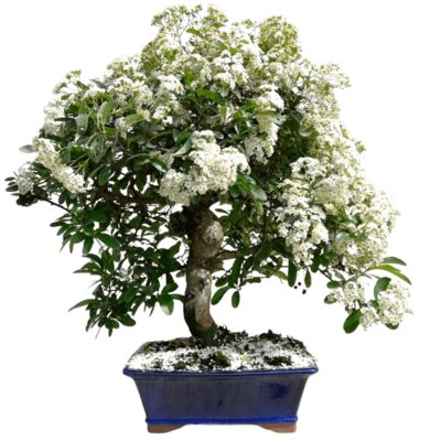 Bonsaï Pyracantha 16 ans