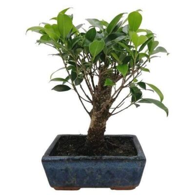 Bonsaï Ficus Retusa 5 ans