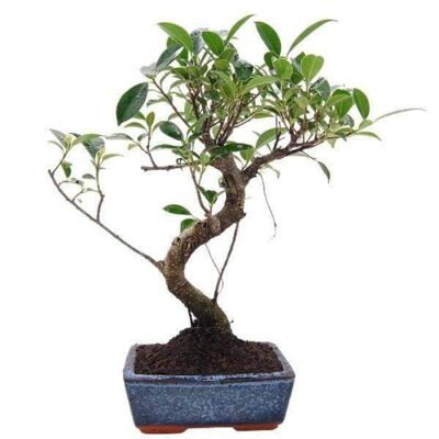 Bonsaï Ficus Retusa 6 ans