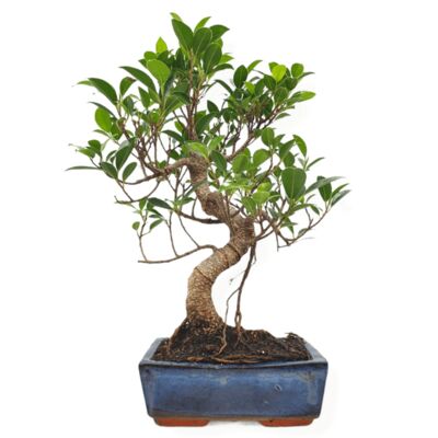 Bonsaï Ficus Retusa 10 ans