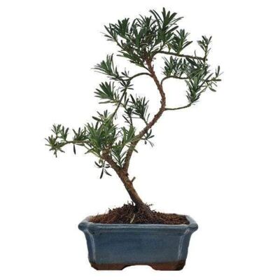 Bonsaï Podocarpus 7 ans