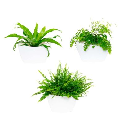 3 wall planters