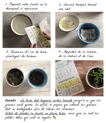 Carte à planter - Merci pour tout ! 3