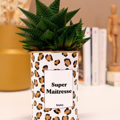 Succulent plant - Super Mistress - end of school year gift