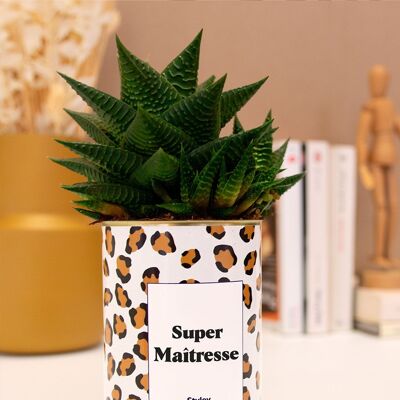 Succulent plant - Super Mistress - end of school year gift