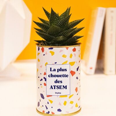 Pianta succulenta - L'ATSEM più cool - regalo di fine anno
