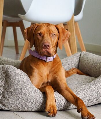 Collier pour chien violet, Gala 3