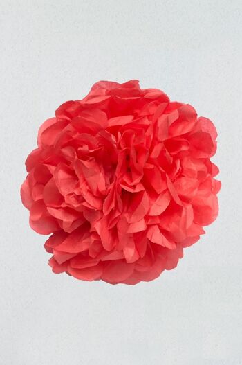 Pompon Corail