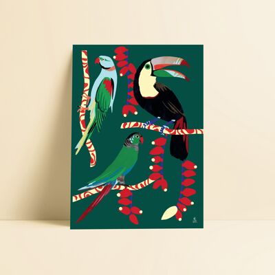 Affiche_Oiseaux de paradis