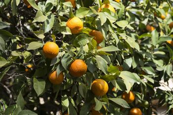 Confiture oranges Corses bio 100% issue de fruits - 250 gr 3