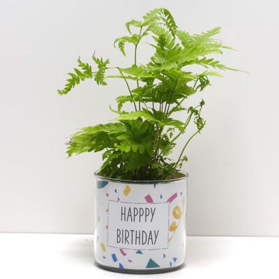 Töpfe + Pflanzen - Paket „A“